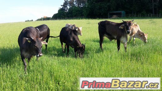 Prodáme 6 ks jalovic MINI ZEBU