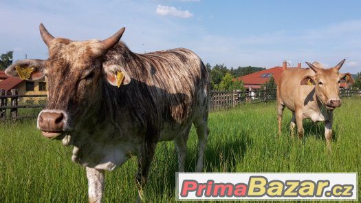 Prodáme 6 ks jalovic MINI ZEBU