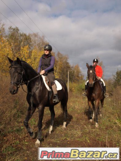 Nabízíme výuku jízdy na koni pro začátečníky i pokročilé
