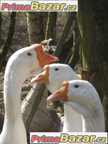 Kuřata, housata, kachňata, krůťata, perlíčata