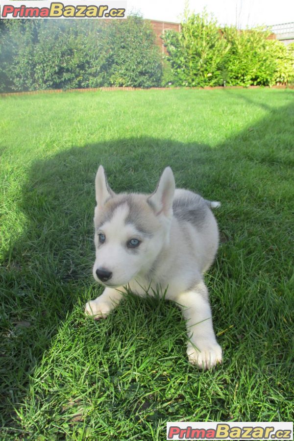 Modré oci Sibirský husky - nádherná štenátka