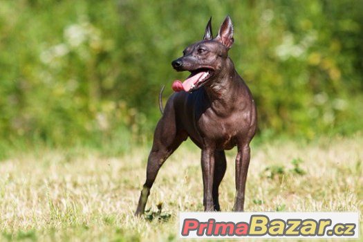 AMERICKÝ BEZSRSTÝ TERIÉR - american hairless terrier