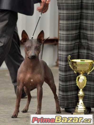 AMERICKÝ BEZSRSTÝ TERIÉR - american hairless terrier