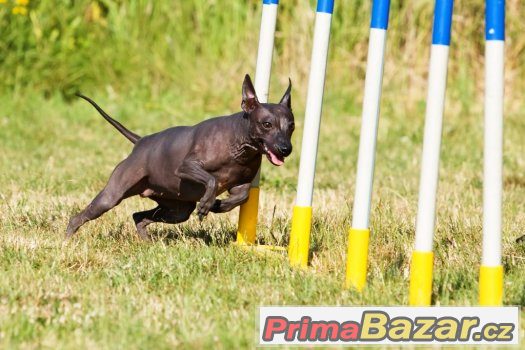 AMERICKÝ BEZSRSTÝ TERIÉR - american hairless terrier