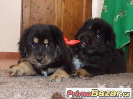 tibetska-doga-stenata-s-pp-2017