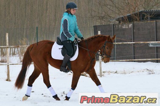 mlada-sportovni-klisna