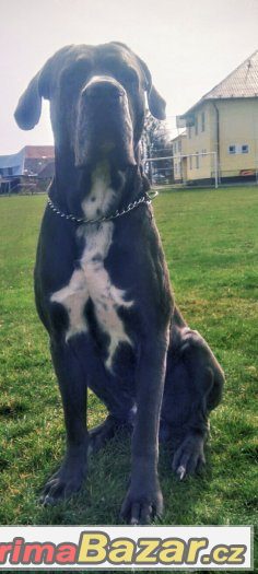 cane-corso