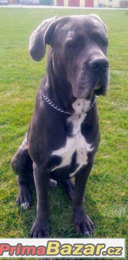 Cane Corso Cane Corso
