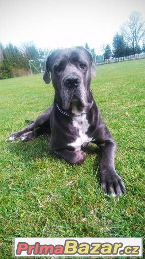 Cane Corso