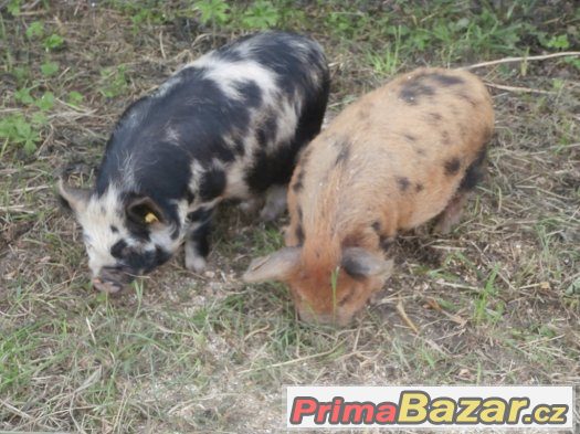 prodam-kune-kune