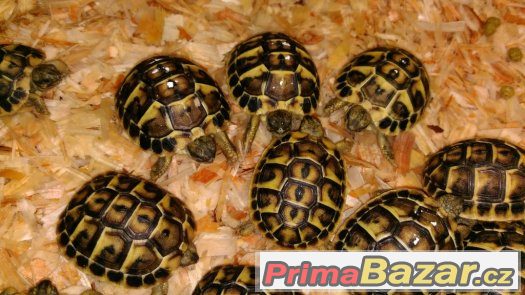 Želva zelenavá - Testudo hermanni hermanni Želva zelenavá - Testudo hermanni hermanni