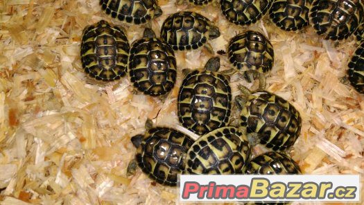 Želva zelenavá - Testudo hermanni hermanni Želva zelenavá - Testudo hermanni hermanni