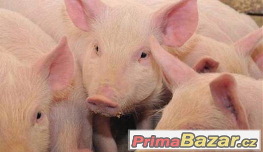 Prodam prasata Prodam prasata