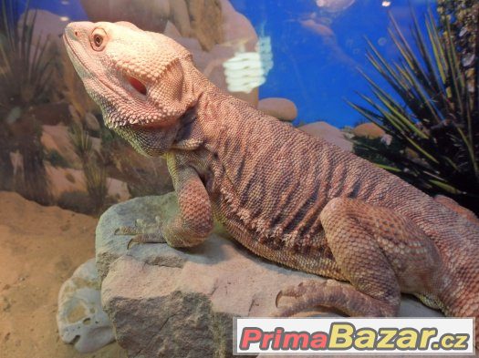 Agama vousata Agama vousata