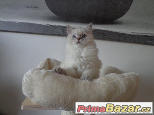kocicka-ragdoll-s-pp