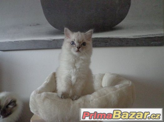 Kočička ragdoll s PP Kočička ragdoll s PP
