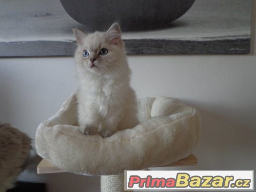 Kočička ragdoll s PP Kočička ragdoll s PP