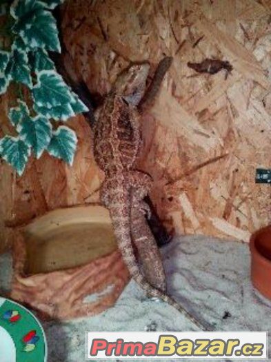 Terarium+agama vousata