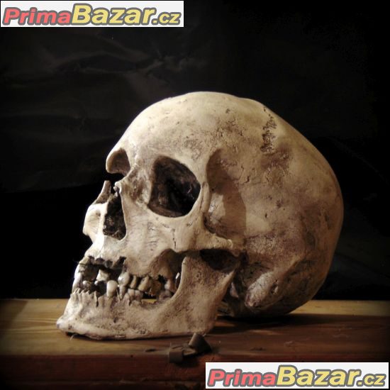 Lidská lebka (human skull replica)