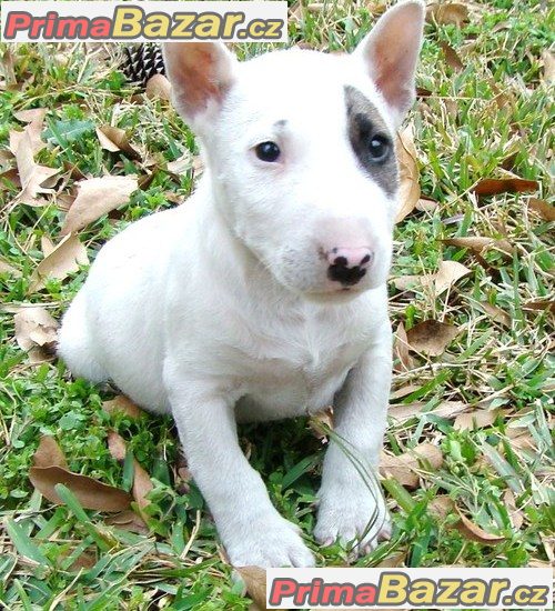 prodam-mini-bull-terier-stenata