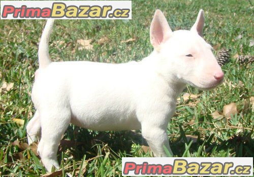 Prodám Mini bull teriér štenata Prodám Mini bull teriér štenata