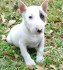 Prodám Mini bull teriér štenata