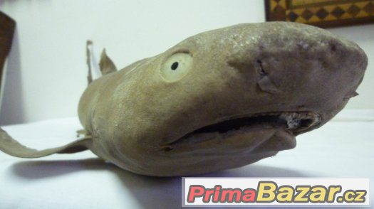 trofej vycpaný žralok shark original