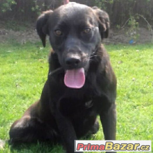 daruji-hodnou-fenecku-8-mesicu-19kg-volna