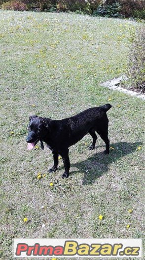 Daruji hodnou fenečku 8 měsíců, 19kg - VOLNÁ