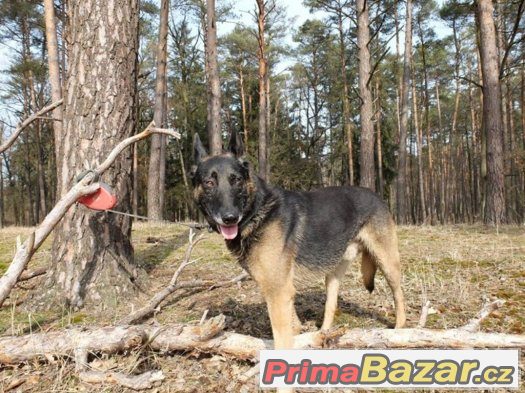Daruji krásného psa - Belgický ovčák - VOLNÝ Daruji krásného psa - Belgický ovčák - VOLNÝ
