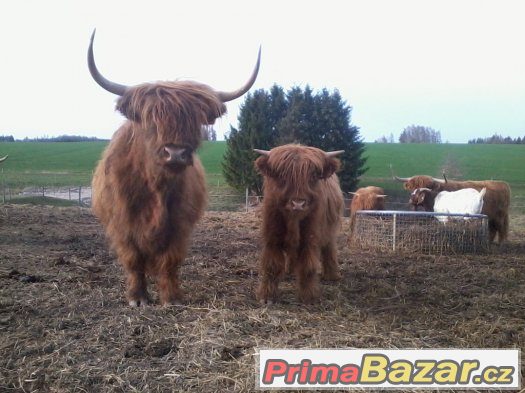 prodám jalovice a býky highland