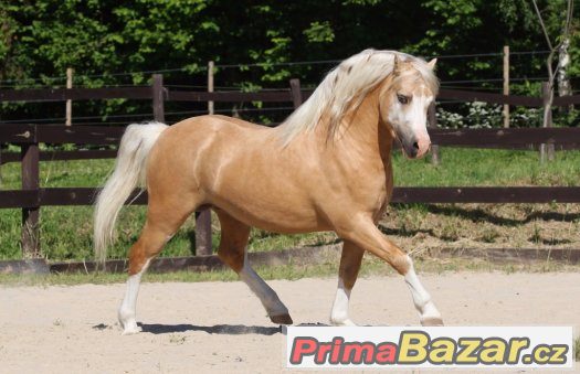 welsh-mountain-pony-nabidka-pripousteni