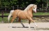Welsh Mountain Pony - Nabídka připouštění