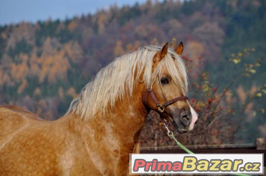 Welsh cob - plemenný hřebec