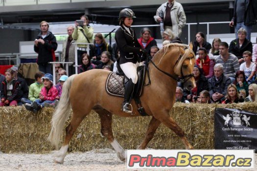 Welsh cob - plemenný hřebec