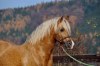 Welsh cob - plemenný hřebec