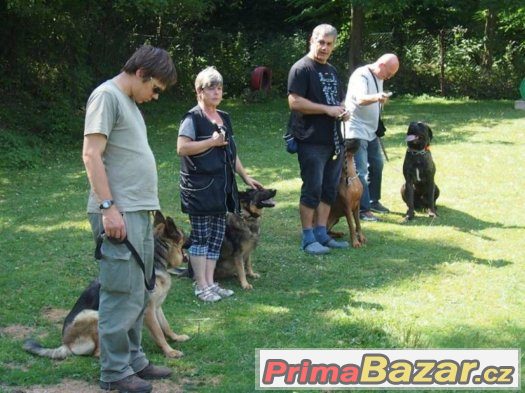 Výcvik všech plemen psů - cvičiště U Puntíků