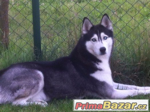 nabizim-kryti-sibirsky-husky