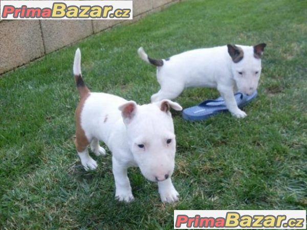 Prodám Mini bull teriér štenata Prodám Mini bull teriér štenata