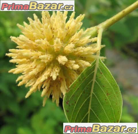 kratom-neboli-mitragyna-speciosa