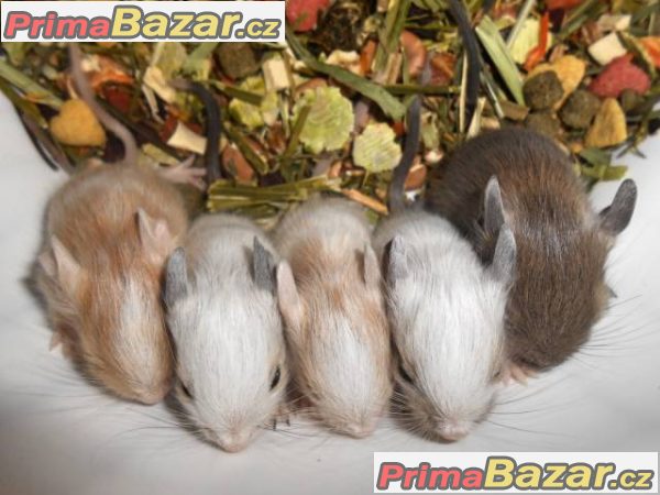 barevny-osmak-degu-z-chs