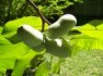 Asimina Triloba - naklíčená semena