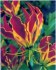 Gloriosa Rotshildiana - semena