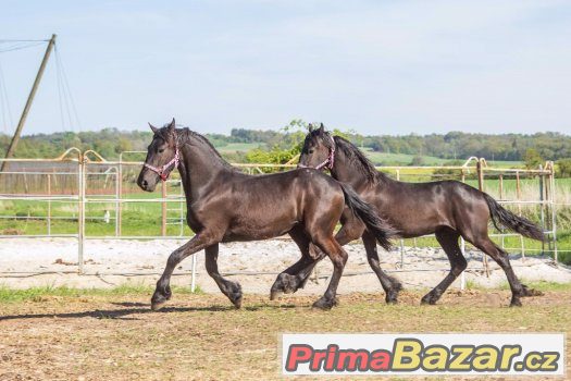 2 letos roční fríské kobči zapsané v hlavní plem.knize