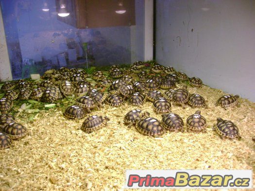 Mláďata suchozemských želv