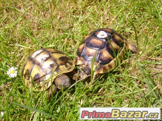 Mláďata suchozemských želv