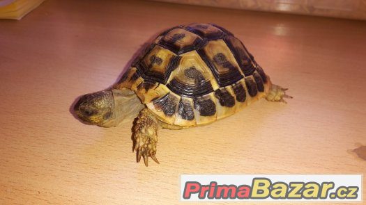 Testudo hermanni hermanni - samec Testudo hermanni hermanni - samec