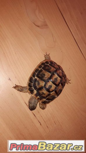 Testudo hermanni hermanni - samec Testudo hermanni hermanni - samec