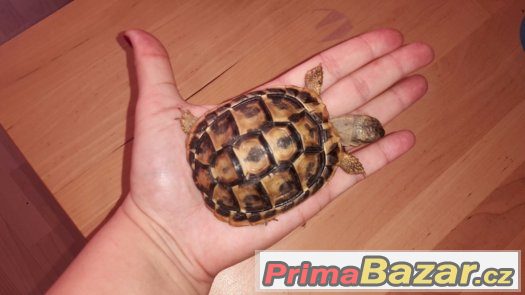 Testudo hermanni hermanni - samec Testudo hermanni hermanni - samec