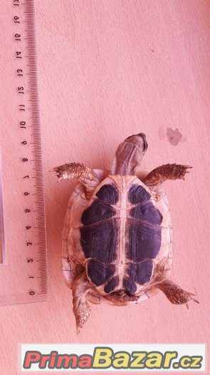 Testudo hermanni hermanni - samec Testudo hermanni hermanni - samec